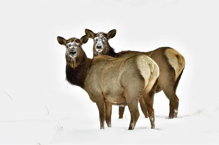 Framed Print : Two wild female elk (Cervus elaphus); standing in the fresh snow of winter in rural Alberta Canada Framed Print : Two wild female elk (Cervus elaphus); standing in the fresh snow of winter in rural Alberta Canada