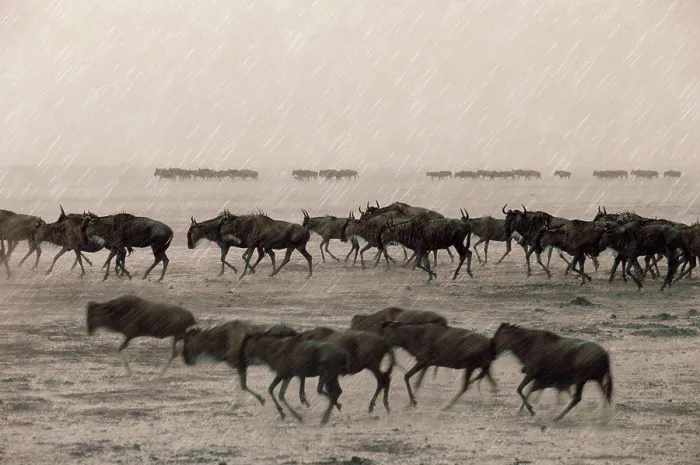 Framed Print : Wildebeest in rain, Masai Mara, Kenya