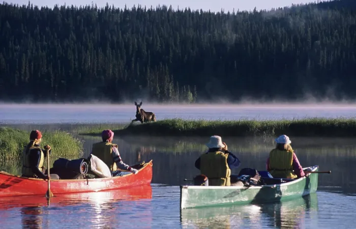 Framed Print : Wildlife viewing, photographing bull moose from canoe on Bowron River Framed Print : Wildlife viewing, photographing bull moose from canoe on Bowron River