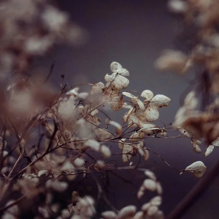 Framed Print : Wilted flowers of hydrangeas, close-up, hydrangea