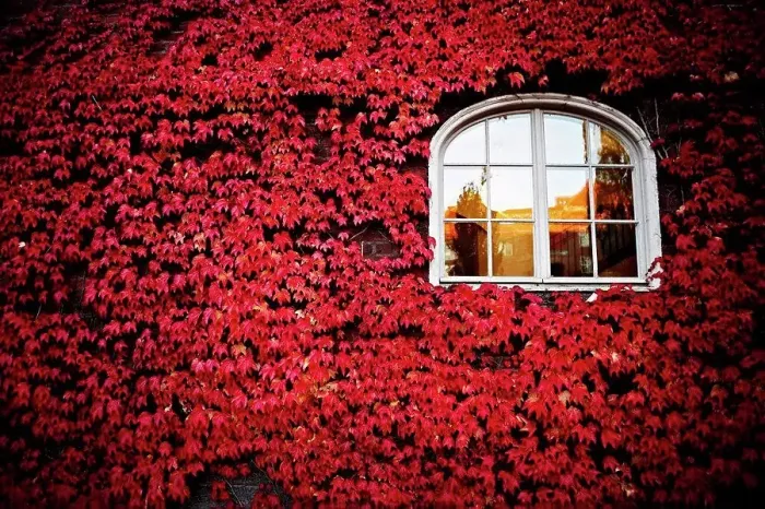 Framed Print : Window Surrounded by Ivy and Red Leaves