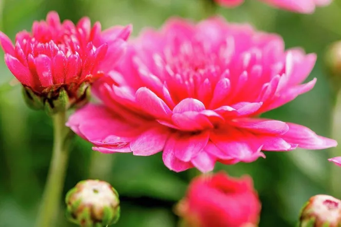 Framed Print : Winter aster, close-up, double flowers