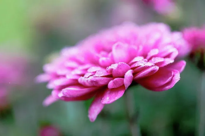 Framed Print : Winter aster, close-up, double flowers Framed Print : Winter aster, close-up, double flowers