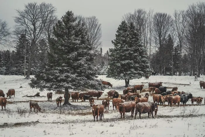 Framed Print : Winter Cattle Framed Print : Winter Cattle