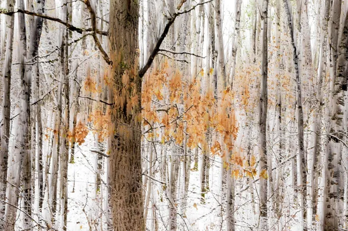 Framed Print : Winter forest scene with snow-covered ground and vibrant orange leaves among bare trees. Ontario, Canada Framed Print : Winter forest scene with snow-covered ground and vibrant orange leaves among bare trees. Ontario, Canada