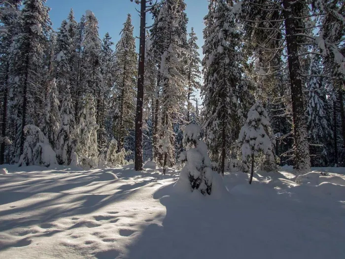 Framed Print : A winter scene with the snow-covered forest at Lake Wenatchee State Park in eastern Washington State, USA Framed Print : A winter scene with the snow-covered forest at Lake Wenatchee State Park in eastern Washington State, USA
