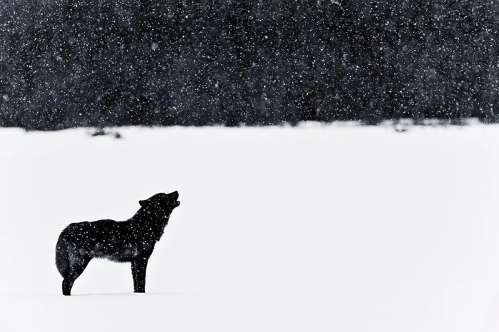 Framed Print : This wolf was nicknamed Romeo. His mate was struck by a vehicle several years ago Framed Print : This wolf was nicknamed Romeo. His mate was struck by a vehicle several years ago