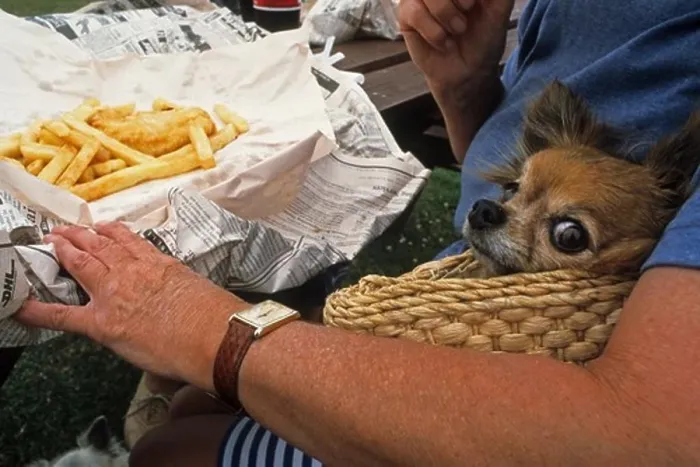 Framed Print : Woman and dog eating fish and chips outside, Coromandel Peninsula, North Island, New Zealand, Oceania
