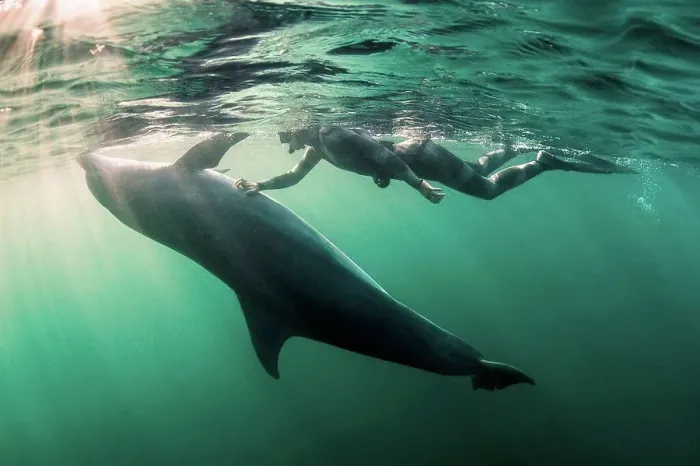 Framed Print : Woman free-diving with Bottlenose dolphin (Tursiops truncates), underwater view, Doolin, Clare, Ireland Framed Print : Woman free-diving with Bottlenose dolphin (Tursiops truncates), underwater view, Doolin, Clare, Ireland
