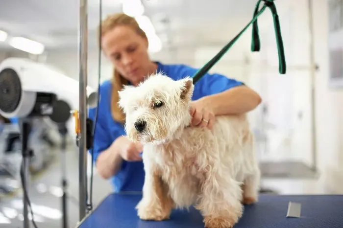 Framed Print : Woman grooming dog in pet salon Framed Print : Woman grooming dog in pet salon
