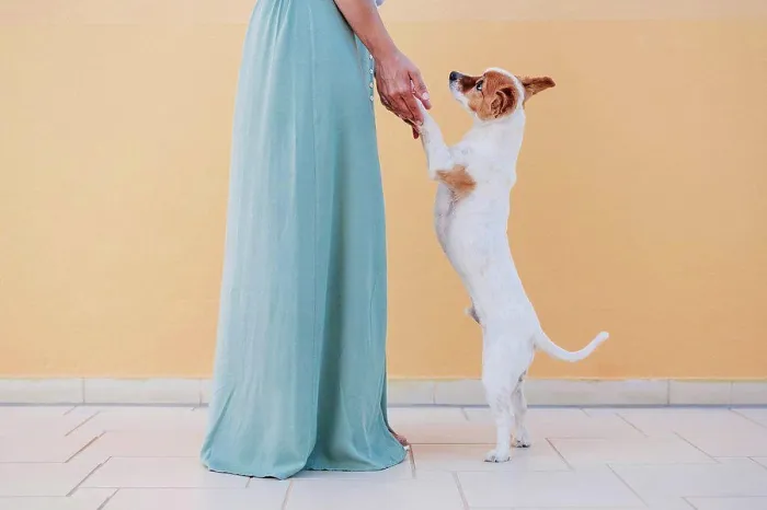 Framed Print : Woman holding dog legs while standing on sidewalk by wall Framed Print : Woman holding dog legs while standing on sidewalk by wall