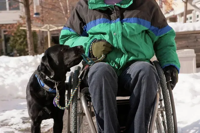 Framed Print : Woman with multiple sclerosis in a wheelchair with a service dog in the snow Framed Print : Woman with multiple sclerosis in a wheelchair with a service dog in the snow