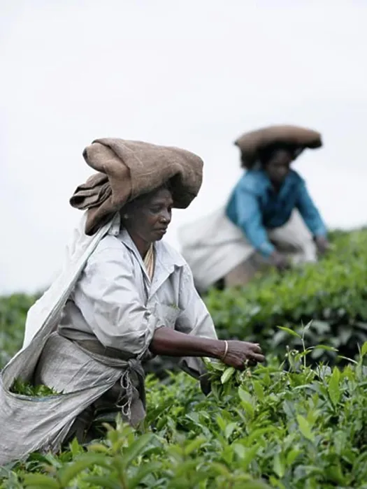 Framed Print : Woman picking tea on a plantation, Munnar, Kerala, India Framed Print : Woman picking tea on a plantation, Munnar, Kerala, India