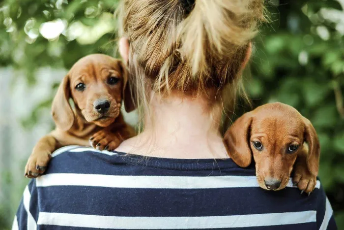 Framed Print : woman with puppys standing outdoors