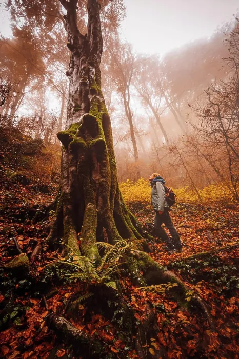 Framed Print : Woman walking and contemplating forest with autumn colors among fog Framed Print : Woman walking and contemplating forest with autumn colors among fog