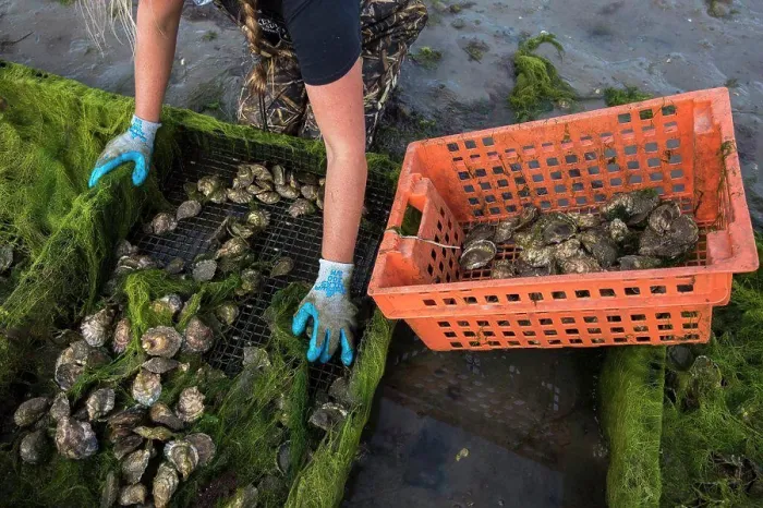 Framed Print : woman's gloved hands removing oysters from oyster cage