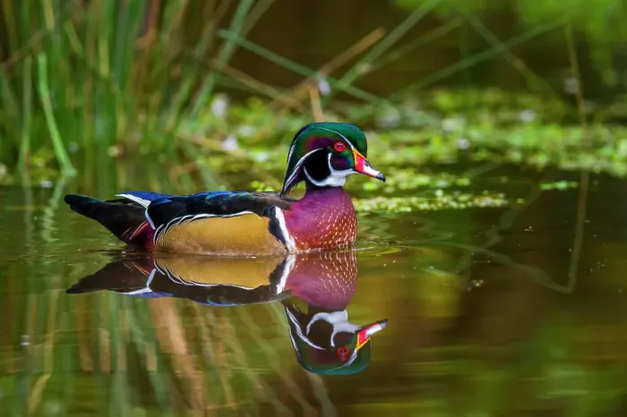 Framed Print : Wood Duck (Aix sponsa) Swimming and looking for food. Stanley Park, Vancouver, British Columbia, Canada Framed Print : Wood Duck (Aix sponsa) Swimming and looking for food. Stanley Park, Vancouver, British Columbia, Canada