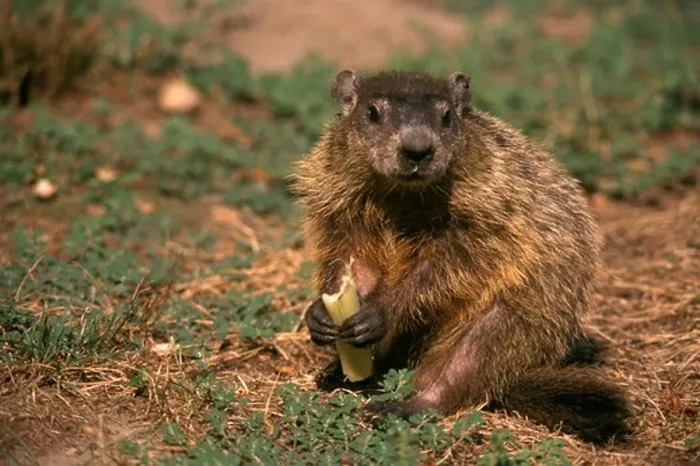 Framed Print : Woodchuck or Groundhog eating Celery (Marmota monax), Brick, NJ garden pest Framed Print : Woodchuck or Groundhog eating Celery (Marmota monax), Brick, NJ garden pest
