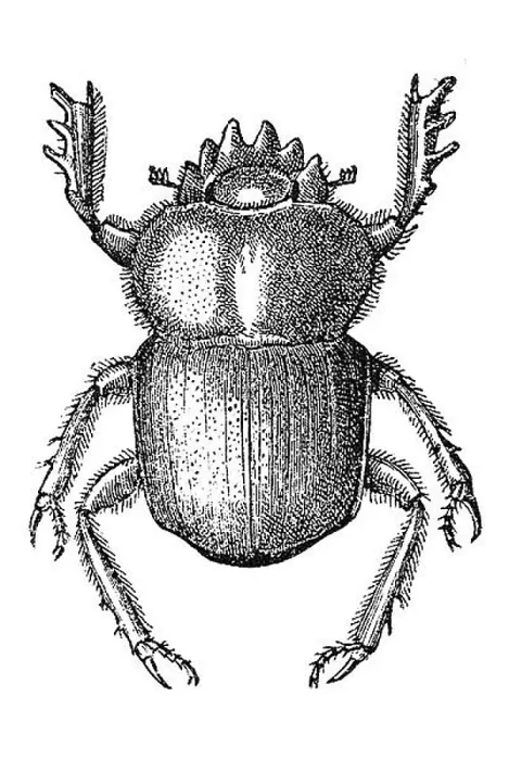 Framed Print : Woodcut, Scarab beetle (Scarabaeidae) Framed Print : Woodcut, Scarab beetle (Scarabaeidae)