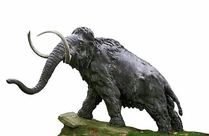 Framed Print : Woolly mammoth (mammuthus primigenius) Framed Print : Woolly mammoth (mammuthus primigenius)