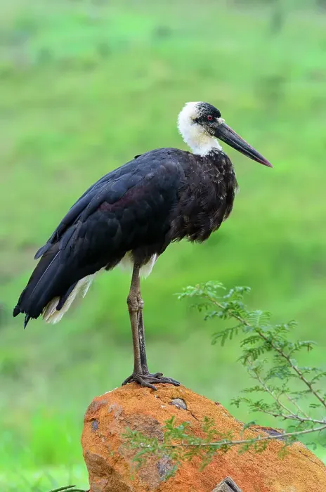 Framed Print : Woolly-necked Stork, Bishop Stork or White-necked Stork (Ciconia episcopus)