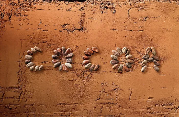 Framed Print : Cocoa. The word cocoa written using cocoa beans on surface of powdered cocoa
