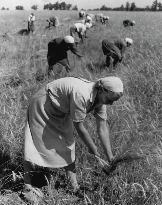 Framed Print : Working on a collective farm in the name of Frunz