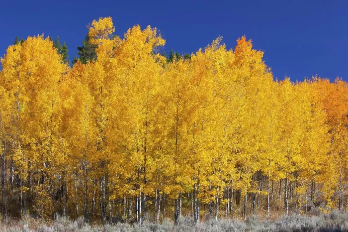 Framed Print : WY, Grand Teton NP, aspen trees Framed Print : WY, Grand Teton NP, aspen trees