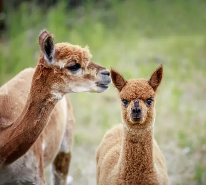 Framed Print : A yearling Alpaca with mother, Manitoba, Canada