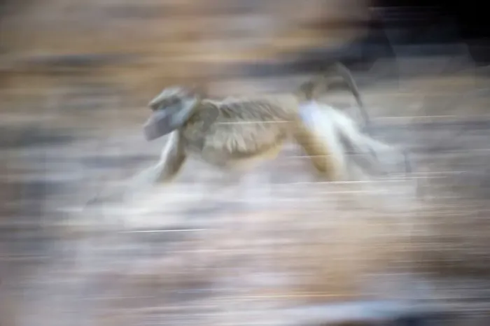 Framed Print : Yellow baboon (Papio cynocephalus) running along the banks of the Luangwa River Framed Print : Yellow baboon (Papio cynocephalus) running along the banks of the Luangwa River