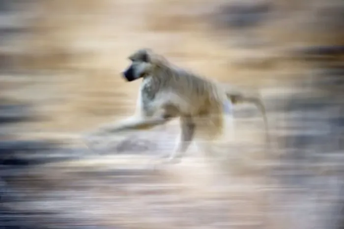 Framed Print : Yellow baboon (Papio cynocephalus) running along the banks of the Luangwa River Framed Print : Yellow baboon (Papio cynocephalus) running along the banks of the Luangwa River