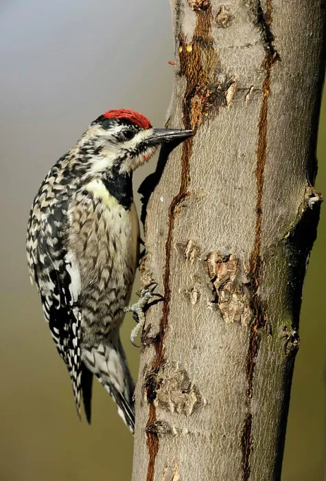 Framed Print : Yellow_bellied Sapsucker Sphyrapicus varius Female feeding at sap wells and drips in a maple tree Framed Print : Yellow_bellied Sapsucker Sphyrapicus varius Female feeding at sap wells and drips in a maple tree