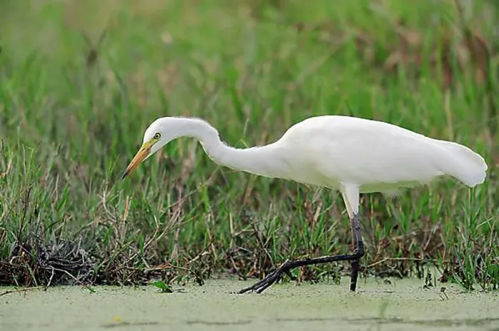 Framed Print : Yellow-billed Egret or Intermediate Egret (Egretta intermedia) Framed Print : Yellow-billed Egret or Intermediate Egret (Egretta intermedia)