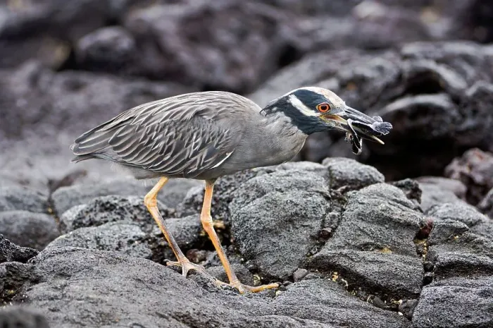 Framed Print : Yellow-Crowned Night heron (Nycticorax violaceus) preying on hatching turtle on the coast
