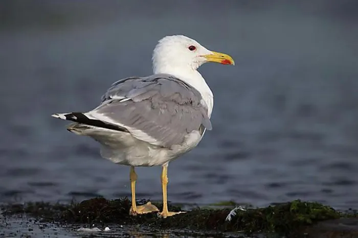 Framed Print : Yellow-legged gull (Larus michahellis), Danube Delta Biosphere Reserve, Romania, Europe