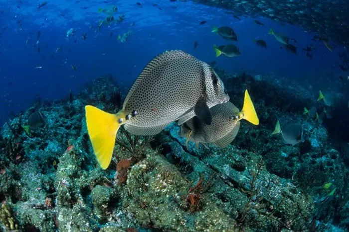Framed Print : yellowtail surgeonfish, prionurus punctatus Framed Print : yellowtail surgeonfish, prionurus punctatus