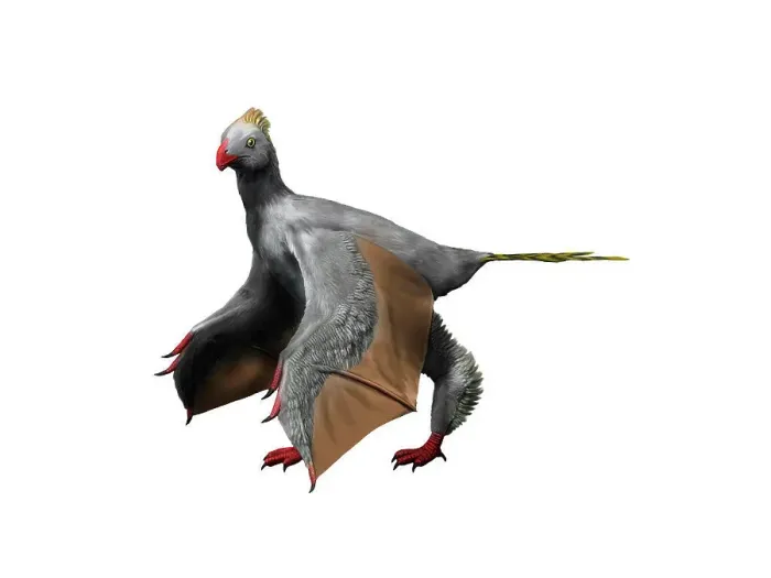 Framed Print : Yi qi is an extinct theropod from the Late Jurassic of China Framed Print : Yi qi is an extinct theropod from the Late Jurassic of China
