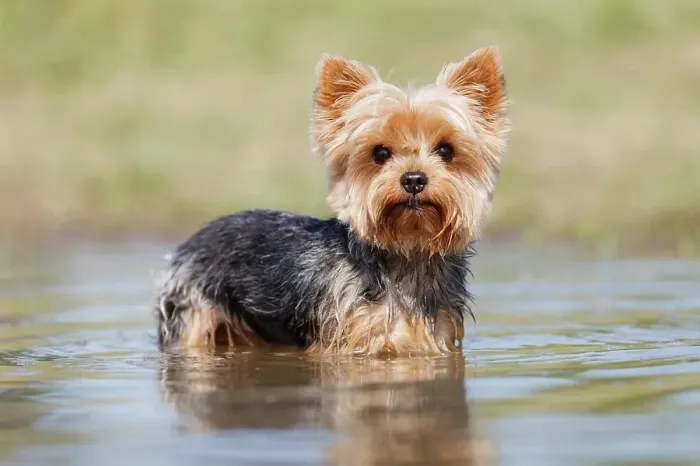 Framed Print : Yorkshire Terrier standing in shallow water Framed Print : Yorkshire Terrier standing in shallow water