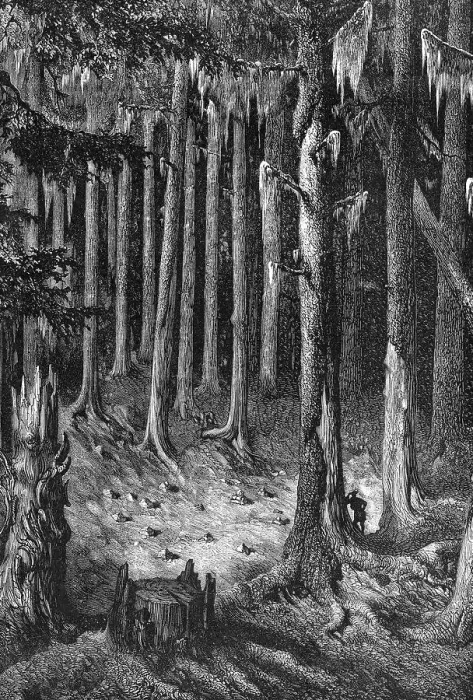 Framed Print : Yosemite National Park: on the way through the forest to the Big Trees