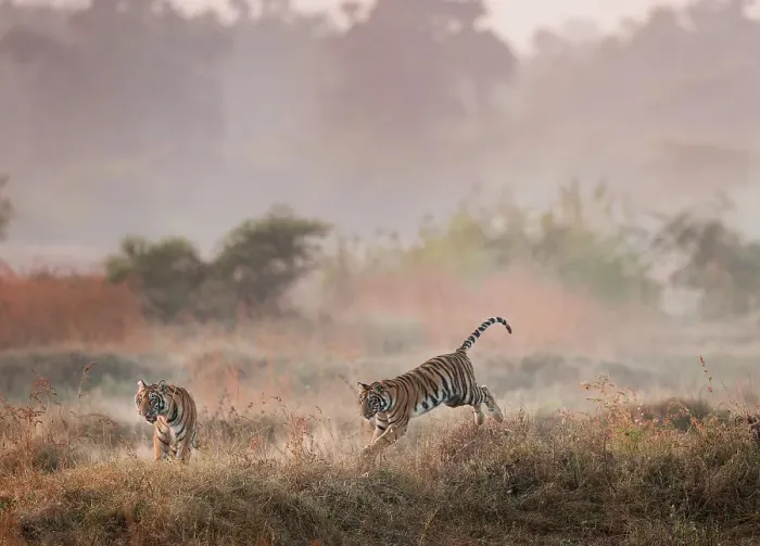 Framed Print : Young Bengal Tigers (Panthera tigris tigris) (14 -15 months old) playing in open grasslands on the edge of dry forest Framed Print : Young Bengal Tigers (Panthera tigris tigris) (14 -15 months old) playing in open grasslands on the edge of dry forest