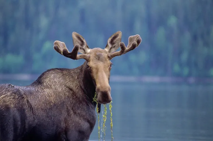 Framed Print : Young bull moose, Bowron Lake Provincial Park, British Columbia, Canada