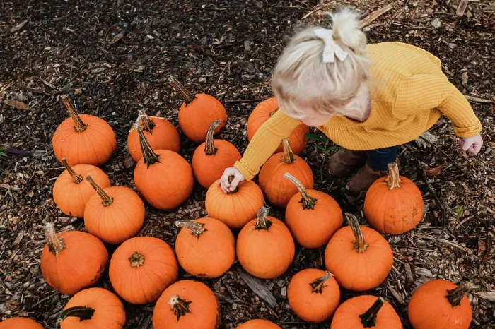 Framed Print : Young child picking small orange pumpkin from pumpkin patch Framed Print : Young child picking small orange pumpkin from pumpkin patch