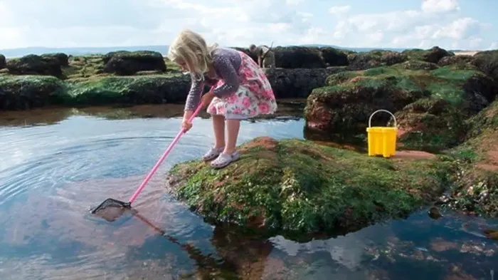 Framed Print : Young girl fishing in a tidepool on Exmouth Beach, Devon, UK, September 2009, Model released