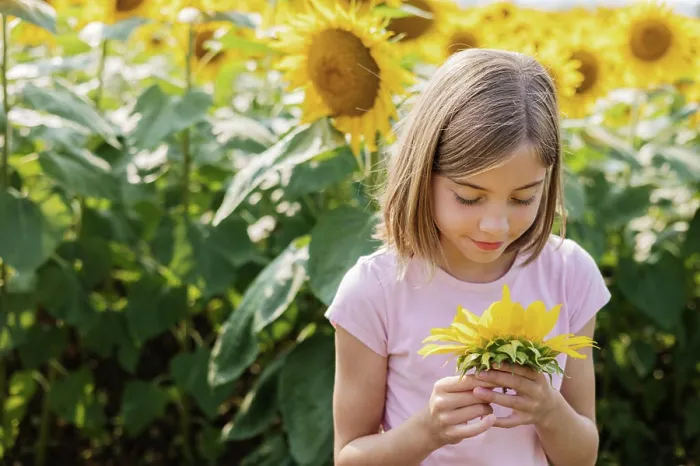 Framed Print : Young girl in sunflower field smiling at her picked sunflower Framed Print : Young girl in sunflower field smiling at her picked sunflower