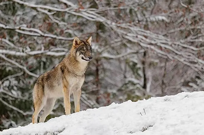 Framed Print : A young grey wolf (Canis lupus lupus) stands on a sloping Framed Print : A young grey wolf (Canis lupus lupus) stands on a sloping