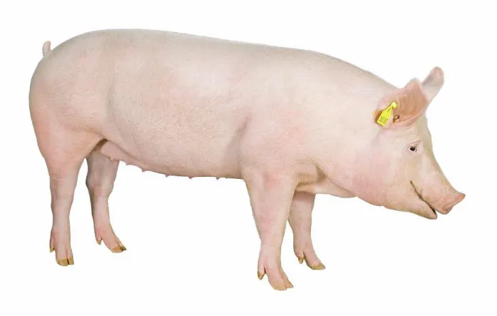 Framed Print : Young Large White sow on white background