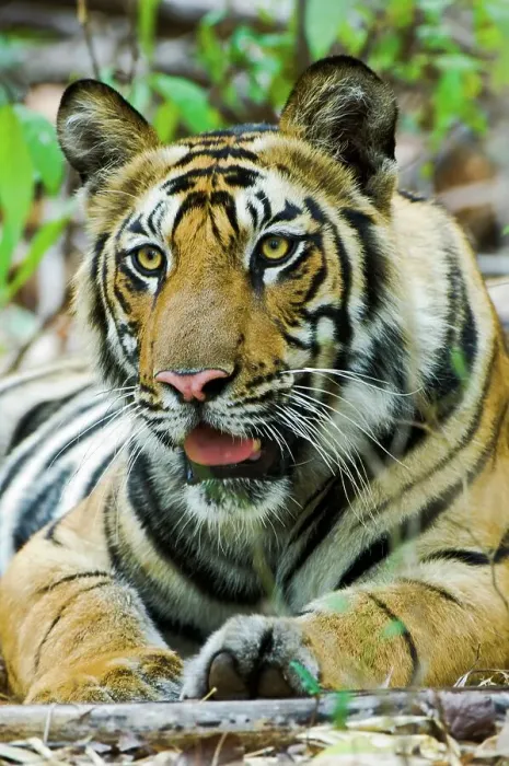 Framed Print : Young male Bengal tiger cub (Panthera tigris tigris) resting in a forest