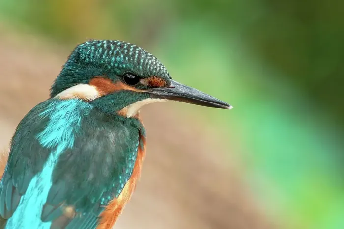Framed Print : Young male Common kingfisher (Alcedo atthis) on fishing perch
