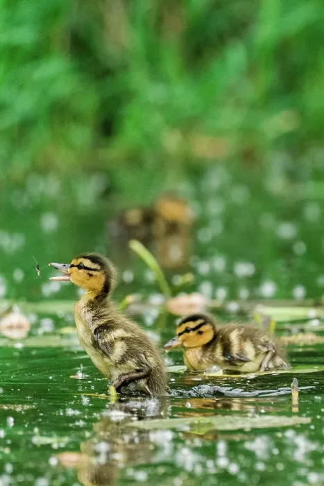 Framed Print : A young mallard duckling jumping to catch a bug Framed Print : A young mallard duckling jumping to catch a bug