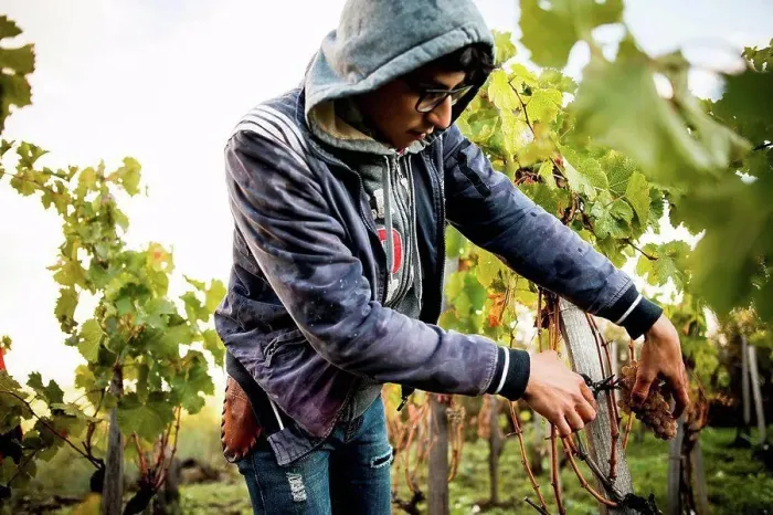 Framed Print : Young man cutting grapes from vine in vineyard